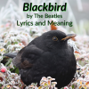 blackbird lyrics meaning