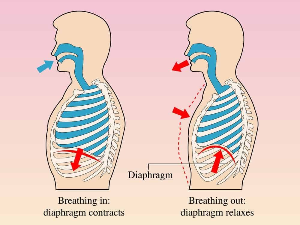 breathing using diaphragm