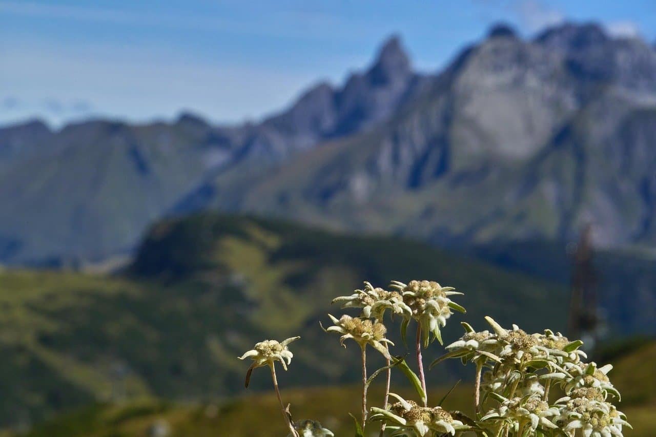 edelweiss in the alps