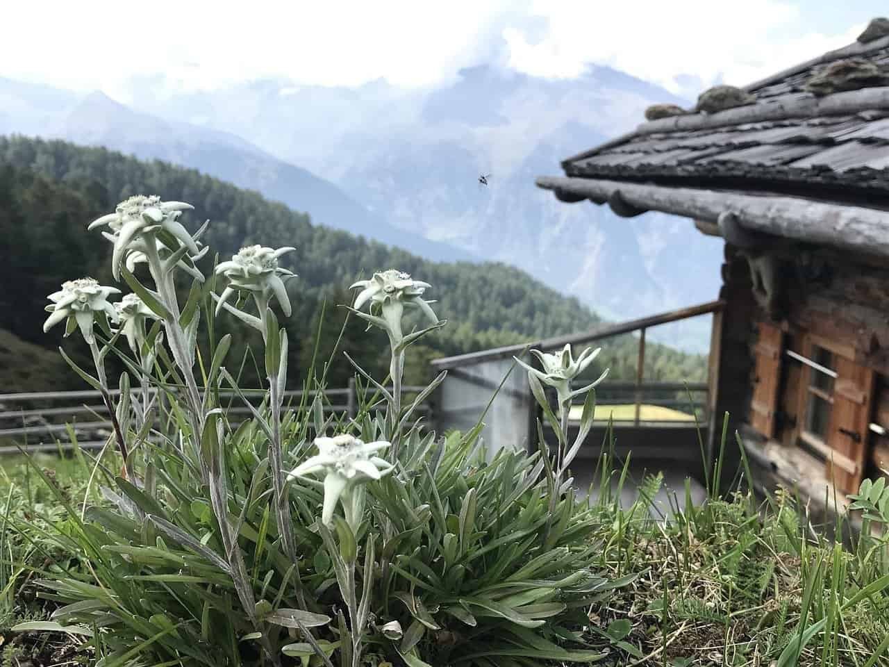 edelweiss flowers in front of mountain cottage